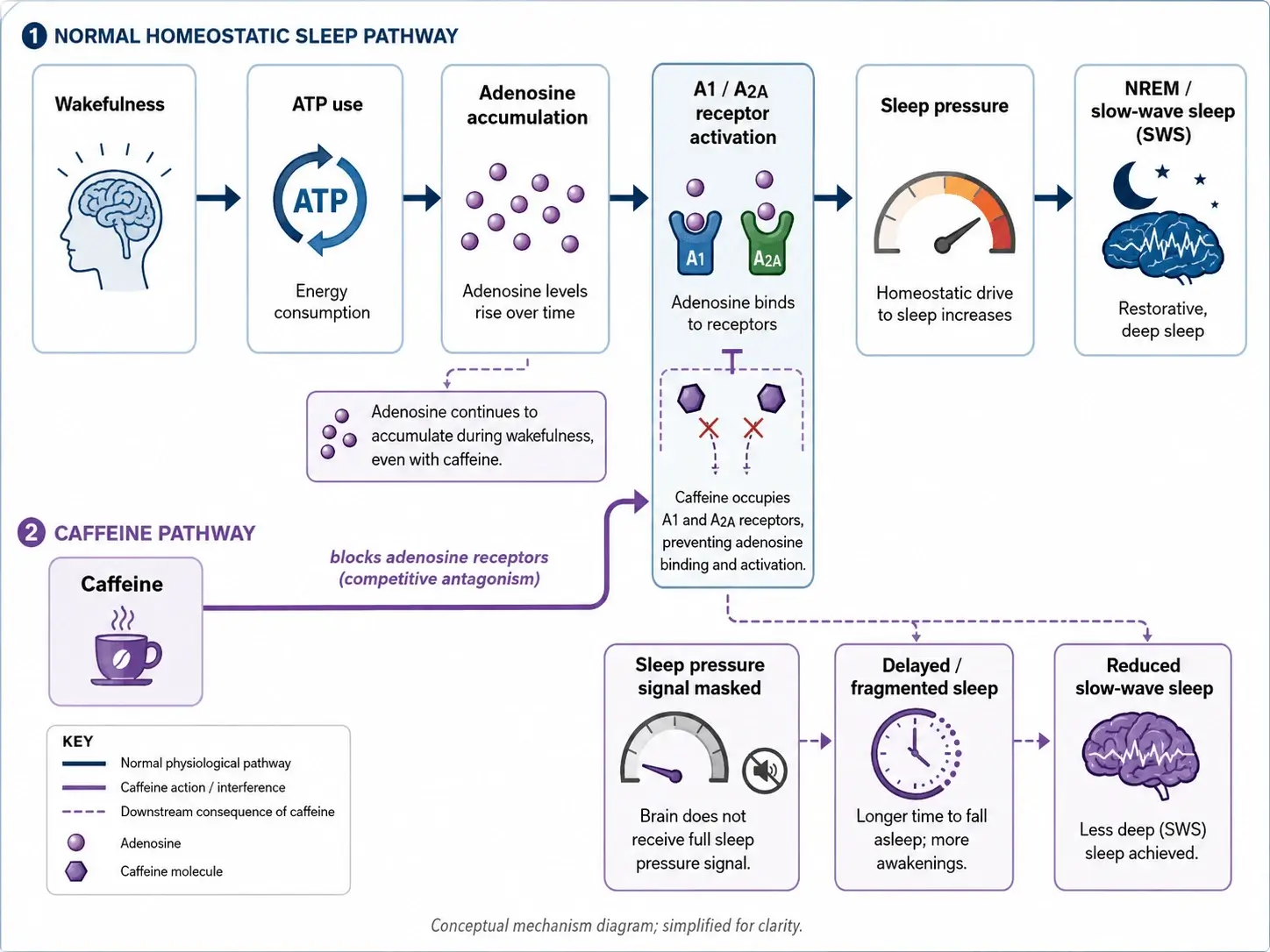 Mechanism diagram showing how wakefulness increases ATP use, adenosine accumulation, A1 and A2A receptor activation, sleep pressure, and NREM slow-wave sleep; caffeine blocks A1 and A2A receptors, masking sleep pressure and contributing to delayed, fragmented sleep and reduced slow-wave sleep.